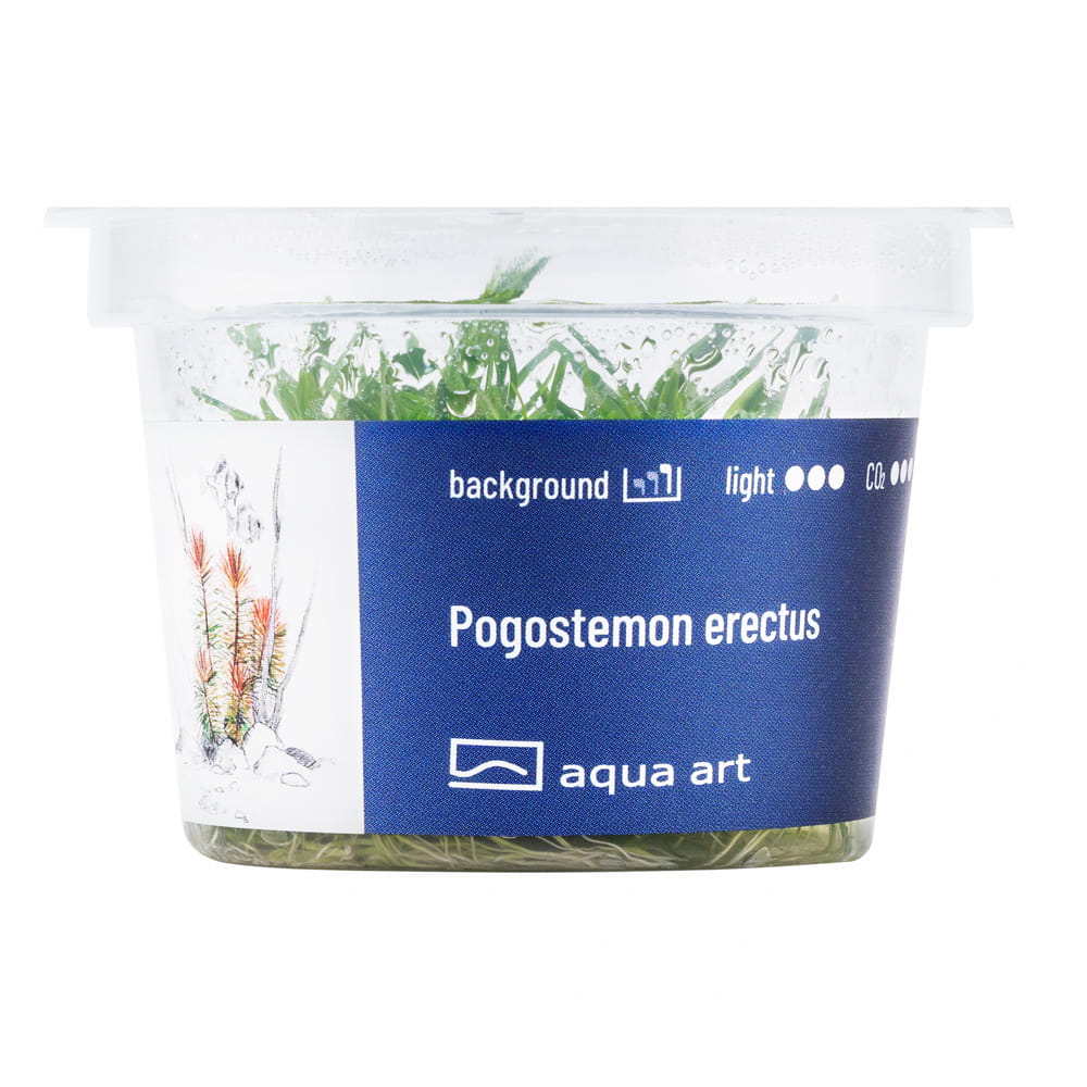 7560 Pogostemon erectus - front.jpg